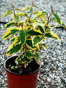 Eleagnus Gilt Edge