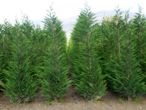 Cupressocyparis Leylandi