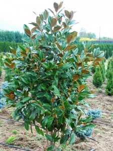 Magnolia Grandiflora