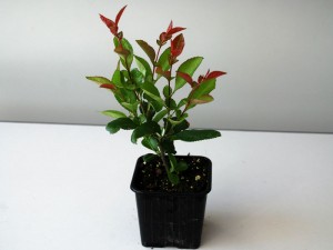 Photinia Red Robin p9