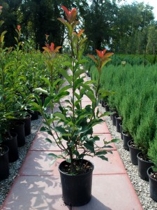 Photinia Red Robin