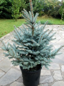 Picea Hoopsii