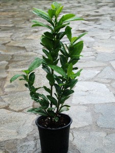 Prunus Laurocerasus