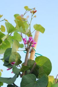 Cercis Siliquastrum
