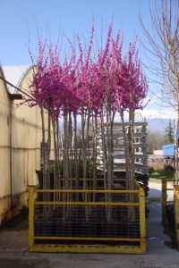 Cercis Siliquastrum