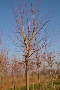 Tilia