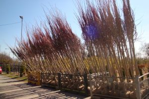 Tilia rootball