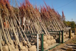 Tilia rootball
