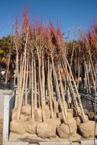 Tilia rootball
