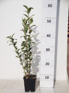 Euonymus Bravo p9