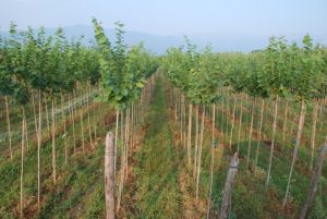 Tilia