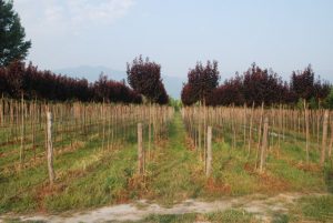 Prunus Piss. Nigra