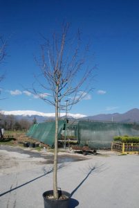 Tilia