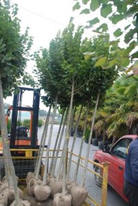 Tilia