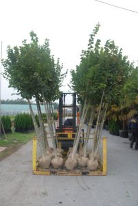 Tilia