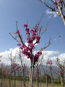 Cercis Siliquastrum