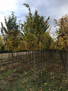 Tilia