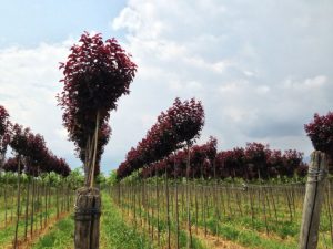 Prunus Piss. Nigra