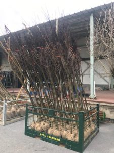 Prunus Piss. Nigra rootball