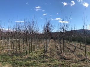 Tilia