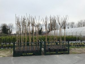 Morus Platanifolia