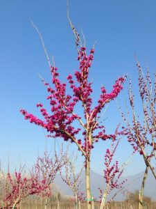 Cercis Siliquastrum