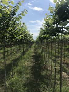Tilia