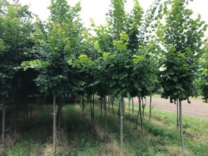 Tilia