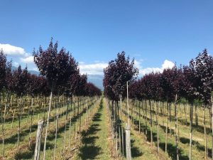 Prunus Piss. Nigra
