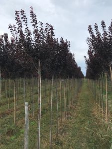 Prunus Piss. Nigra