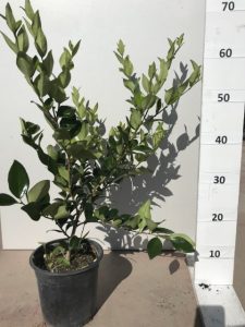 Ligustrum Texanum