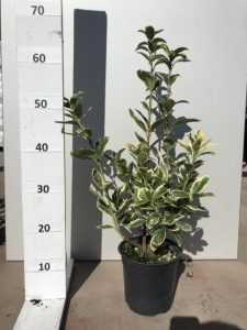 Euonymus Bravo