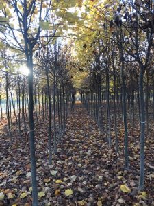 Tilia