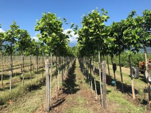 Platanus