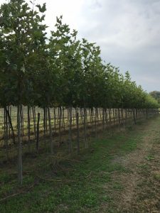Platanus