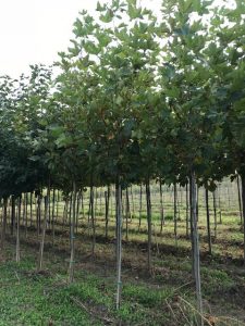 Platanus
