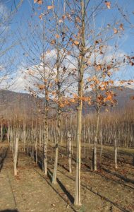 Platanus